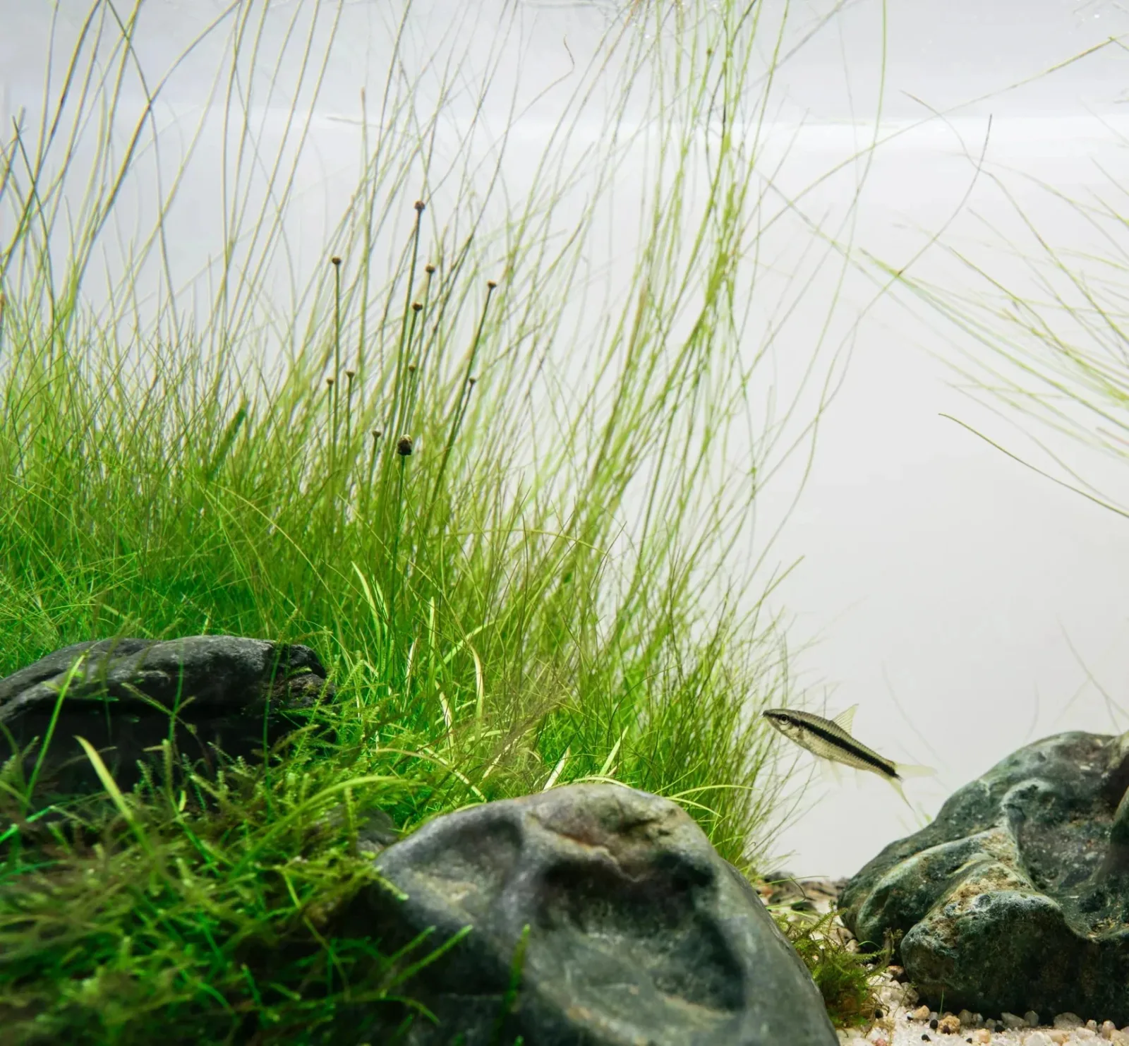 Hairgrass Giant Aquatic Plant