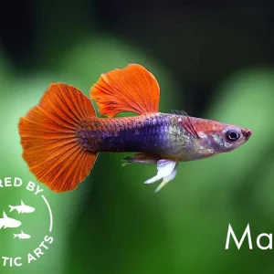 Half Black Rose Guppy (Poecilia reticulata) – Bred by Aquatic Arts