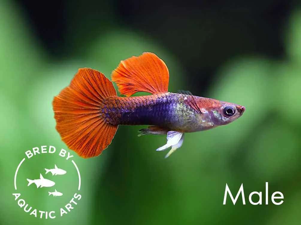Half Black Rose Guppy (Poecilia reticulata) – Bred by Aquatic Arts
