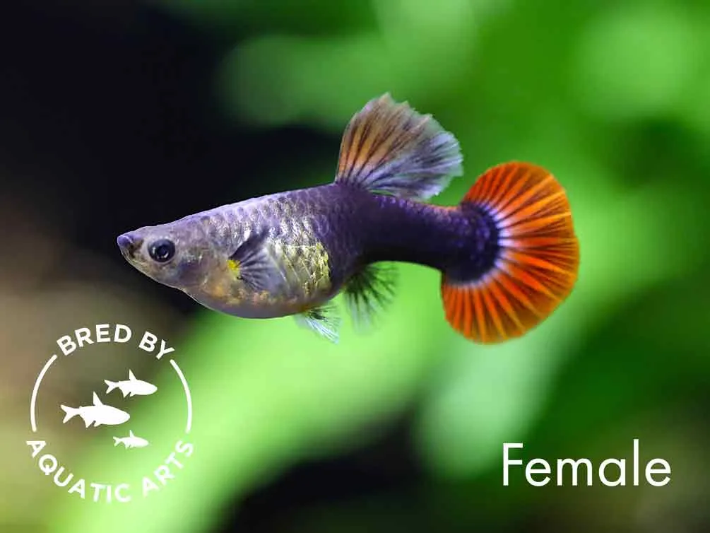 Half Black Rose Guppy (Poecilia reticulata) – Bred by Aquatic Arts - Image 2