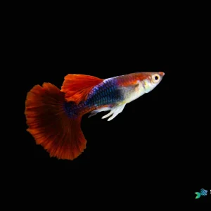 Half Body Red Rose Guppy Fish