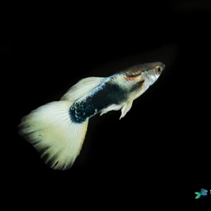 Half Body White Guppy Fish