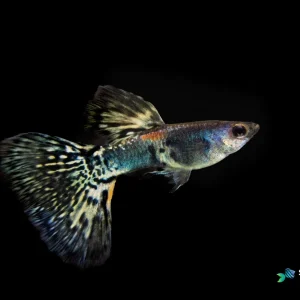 Halfmoon Tiger Guppy Fish