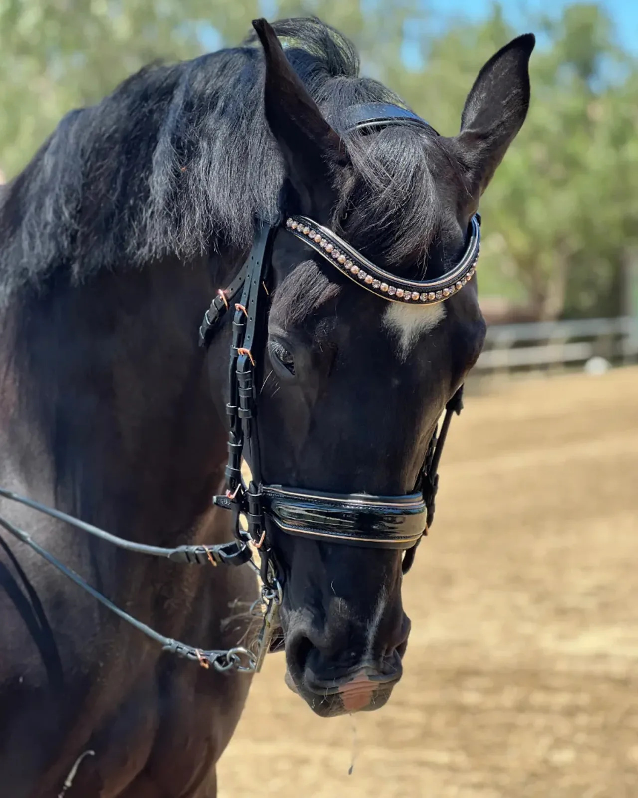 Halter Ego® Aurelia Rose Gold Black Patent Double Bridle