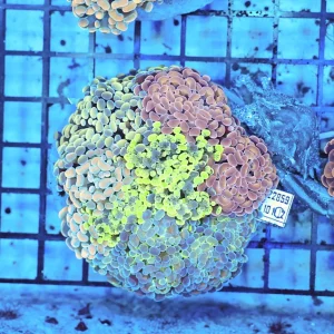 Hammer Garden Colony WYSIWYG - SAQ Coral Farm