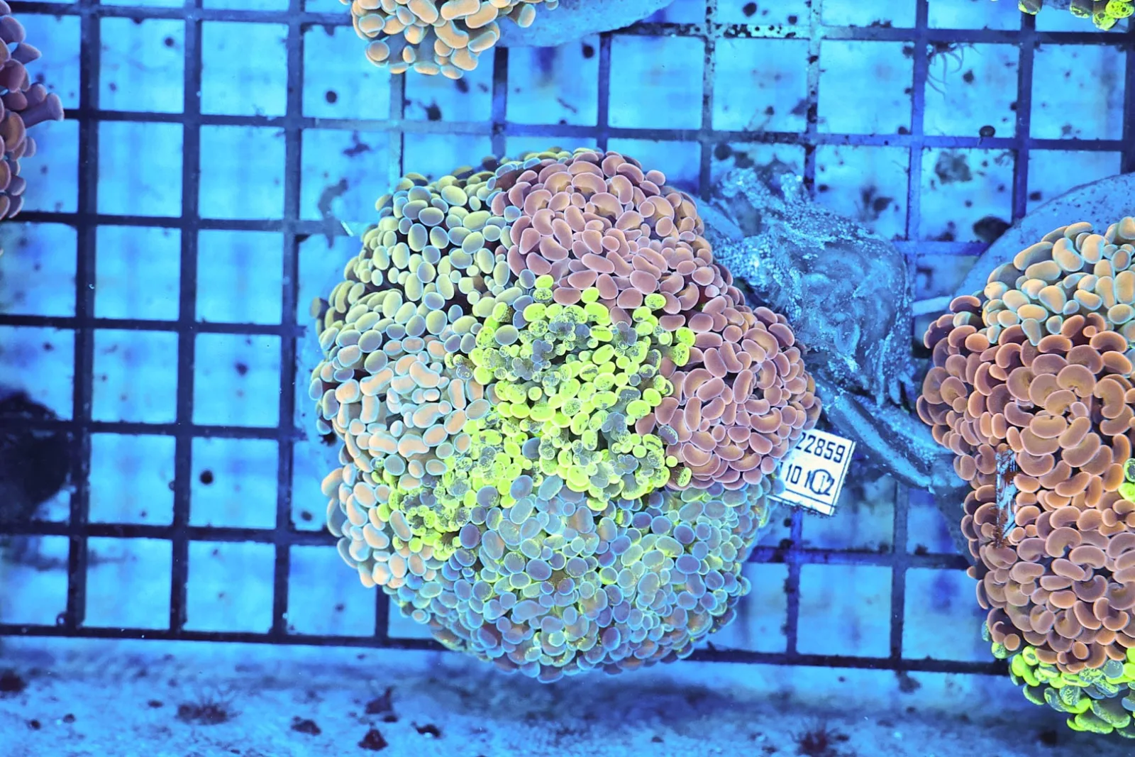 Hammer Garden Colony WYSIWYG - SAQ Coral Farm