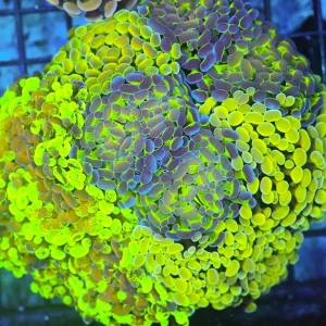 Hammer Garden Coral Colony WYSIWYG - SAQ Coral Farm