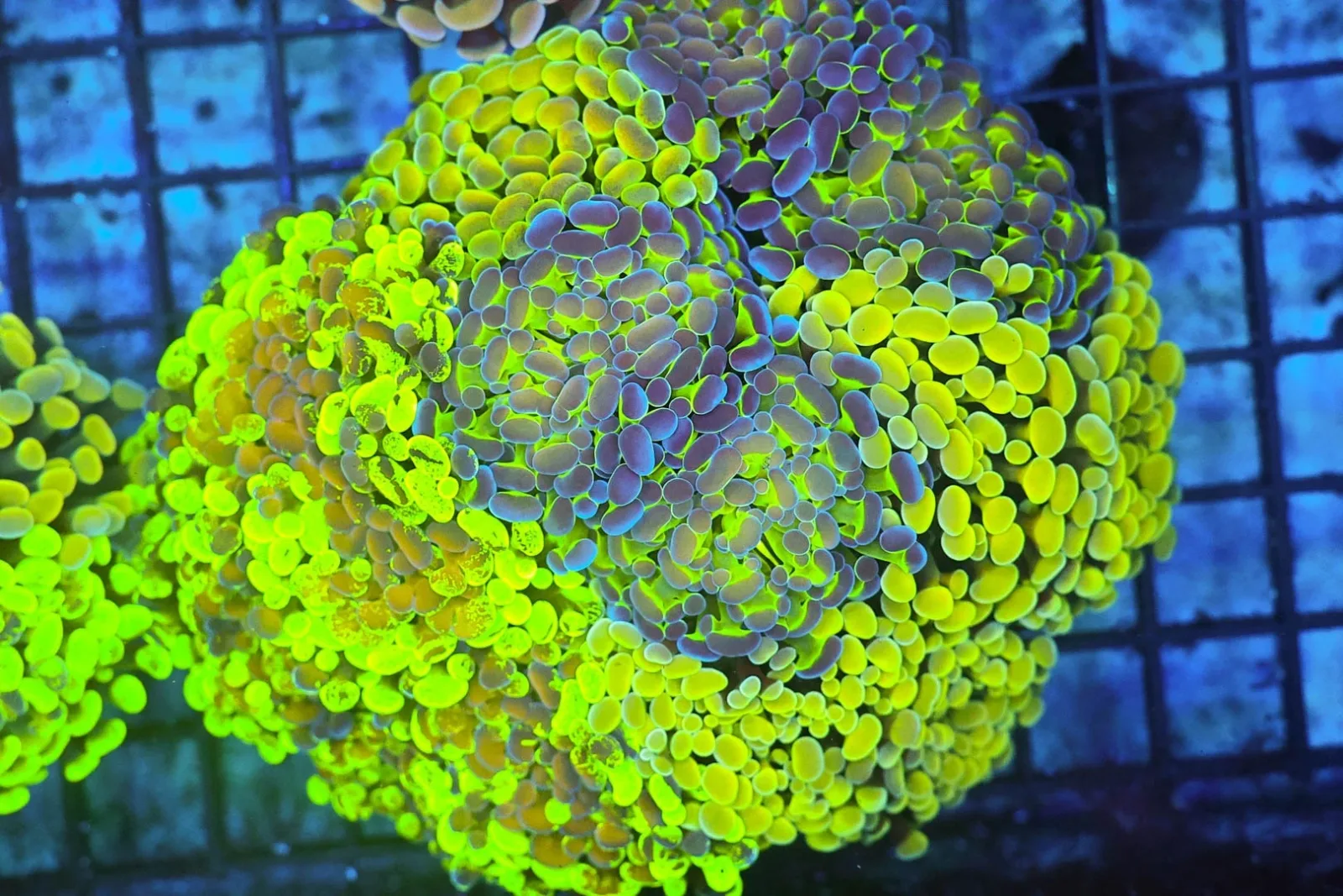 Hammer Garden Coral Colony WYSIWYG - SAQ Coral Farm