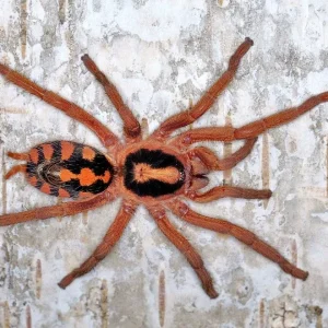 Hapalopus formosus - Pumpkin Patch Tarantula for Sale | TDE