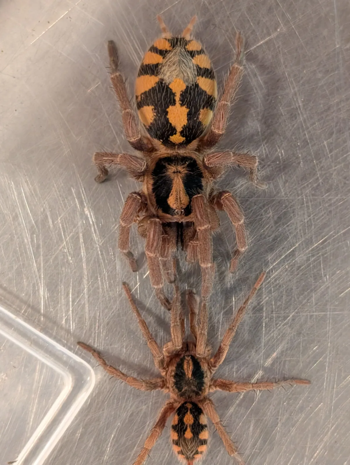 Hapalopus formosus - Pumpkin Patch Tarantula for Sale | TDE - Image 2