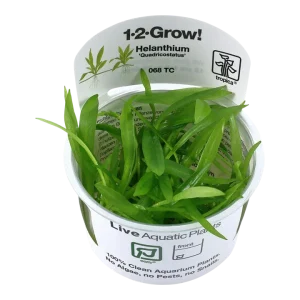 Helanthium bolivianum 'Quadricostatus' Tissue Culture by Tropica