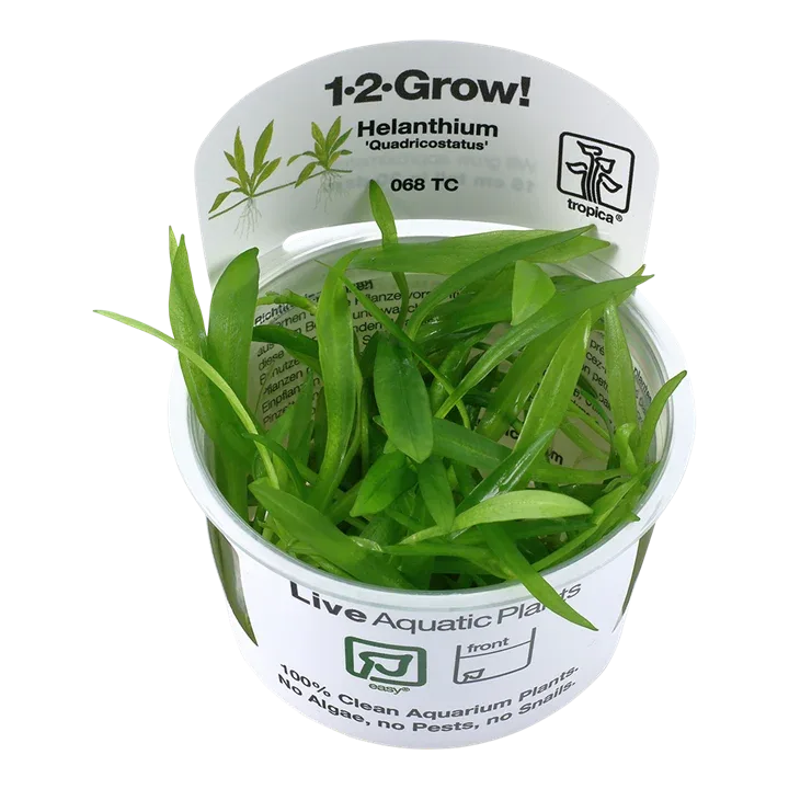 Helanthium bolivianum 'Quadricostatus' Tissue Culture by Tropica