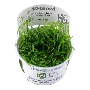 Helanthium tenellum 'Green' Tissue Culture by Tropica