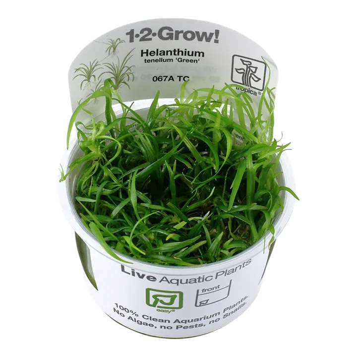 Helanthium tenellum 'Green' Tissue Culture by Tropica