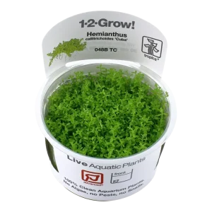 Hemianthus callitrichoides 'Cuba' Tissue Culture by Tropica