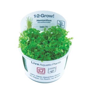 Hemianthus micranthemoides Tissue Culture by Tropica