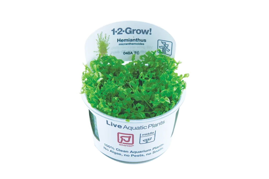 Hemianthus micranthemoides Tissue Culture by Tropica