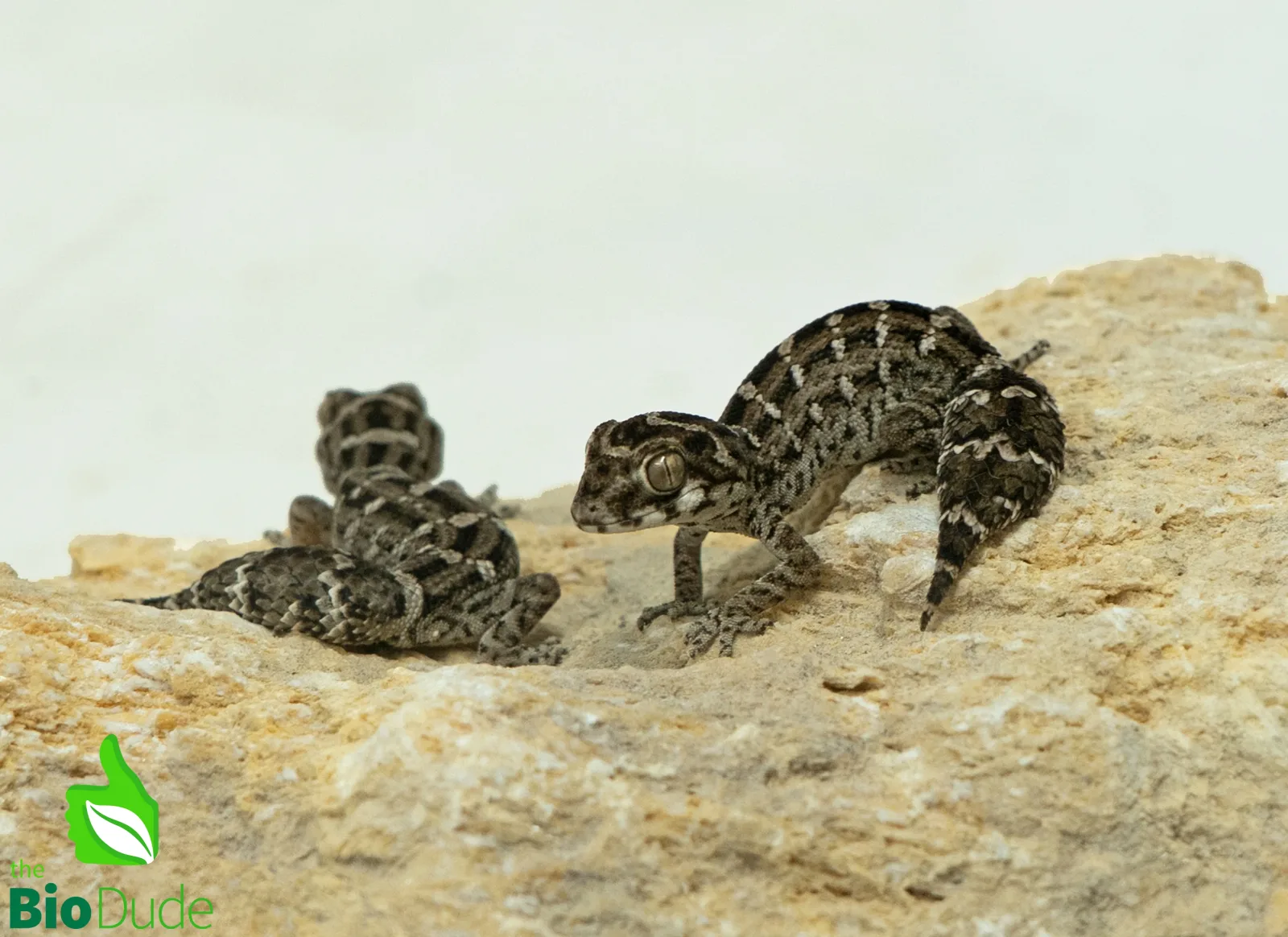 Hemidactylus imbricatus (captive-bred) | Viper Gecko, Carrot-Tail Gecko - Image 2