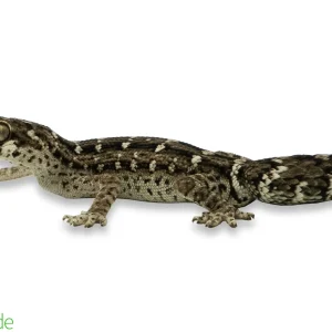 Hemidactylus imbricatus (captive-bred) | Viper Gecko, Carrot-Tail Gecko