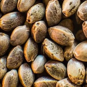 Hemp Seeds for Birds