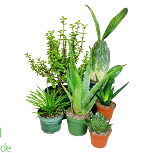 Herbivore Plant Pack