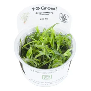 Heteranthera zosterifolia Tissue Culture by Tropica