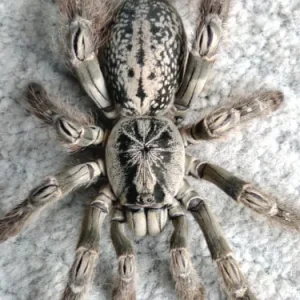Heteroscodra maculata – Togo Starburst Baboon Tarantula | Lightning-Fast African Ornamental | TDE