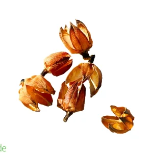 Hibiscus Pods, 6-Pack for Terrariums & Vivariums
