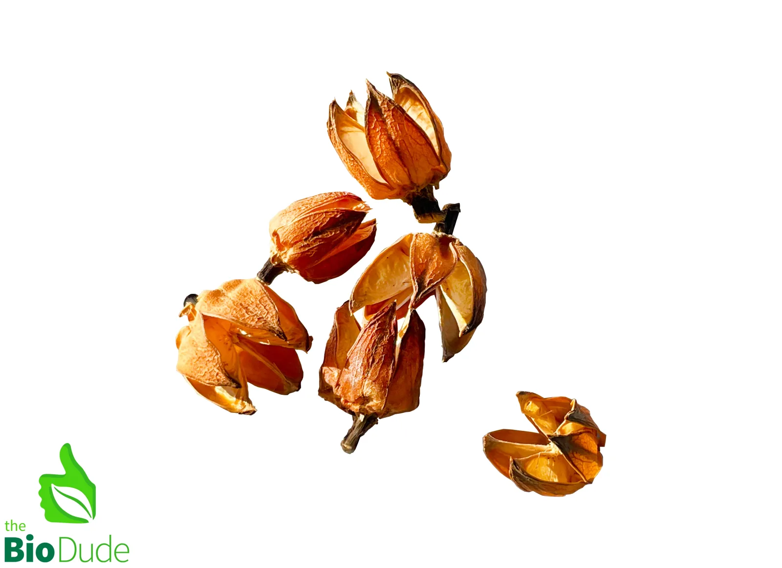 Hibiscus Pods, 6-Pack for Terrariums & Vivariums