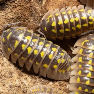 "High Yellow Spotted Giant" isopods (Armadillidium Gestroi)