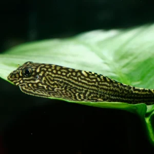 Hillstream Loach