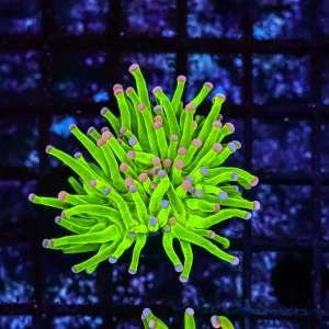 Holy Grail Pink Tip Torch Coral WYSIWYG - SAQ Coral Farm