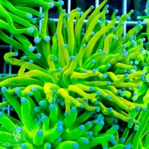Holy Grail Torch Coral - SAQ Coral Farm
