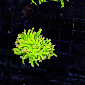 Holy Grail Torch WYSIWYG - SAQ Coral Farm
