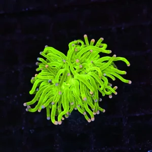 Holy Grail Torch WYSIWYG - SAQ Coral Farm
