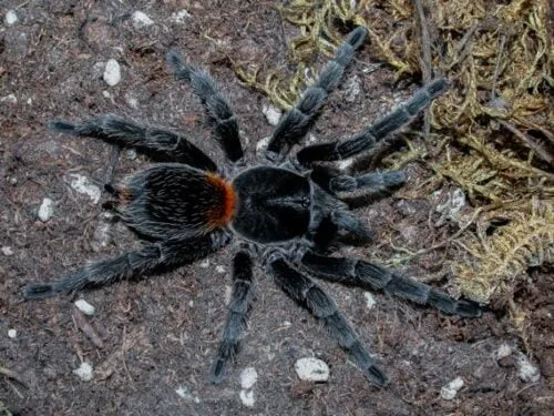 Homoeomma chilense - Chilean Flame Tarantula for Sale | TDE - Image 2