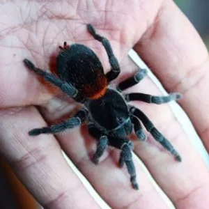 Homoeomma chilense - Chilean Flame Tarantula for Sale | TDE