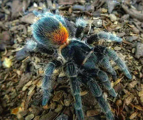 Homoeomma orellanai - Chilean Yellow Flame Tarantula for Sale | TDE - Image 2