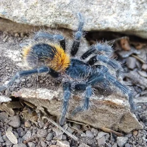 Homoeomma orellanai - Chilean Yellow Flame Tarantula for Sale | TDE