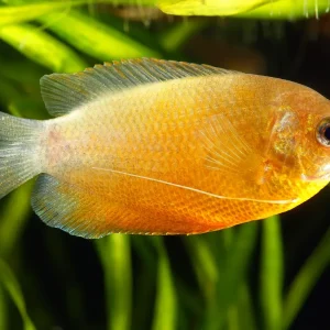 Honey Gourami