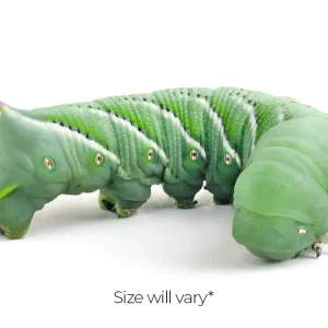 Hornworms FREE SHIPPING