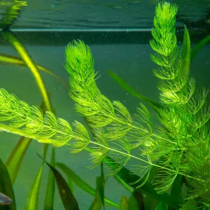 Hornwort Aquatic Plant