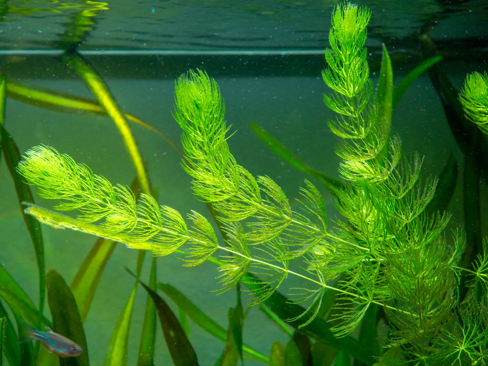 Hornwort Aquatic Plant