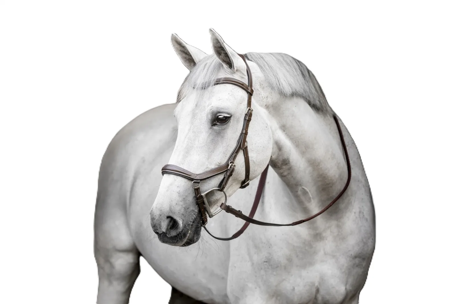 Horseware Micklem Deluxe Competition - Image 2