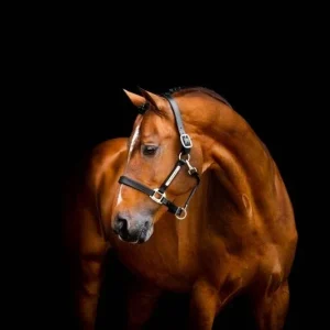 Horseware Signature Leather Halter