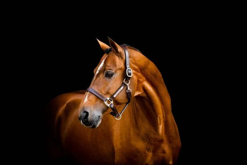 Horseware Signature Leather Halter - Image 2