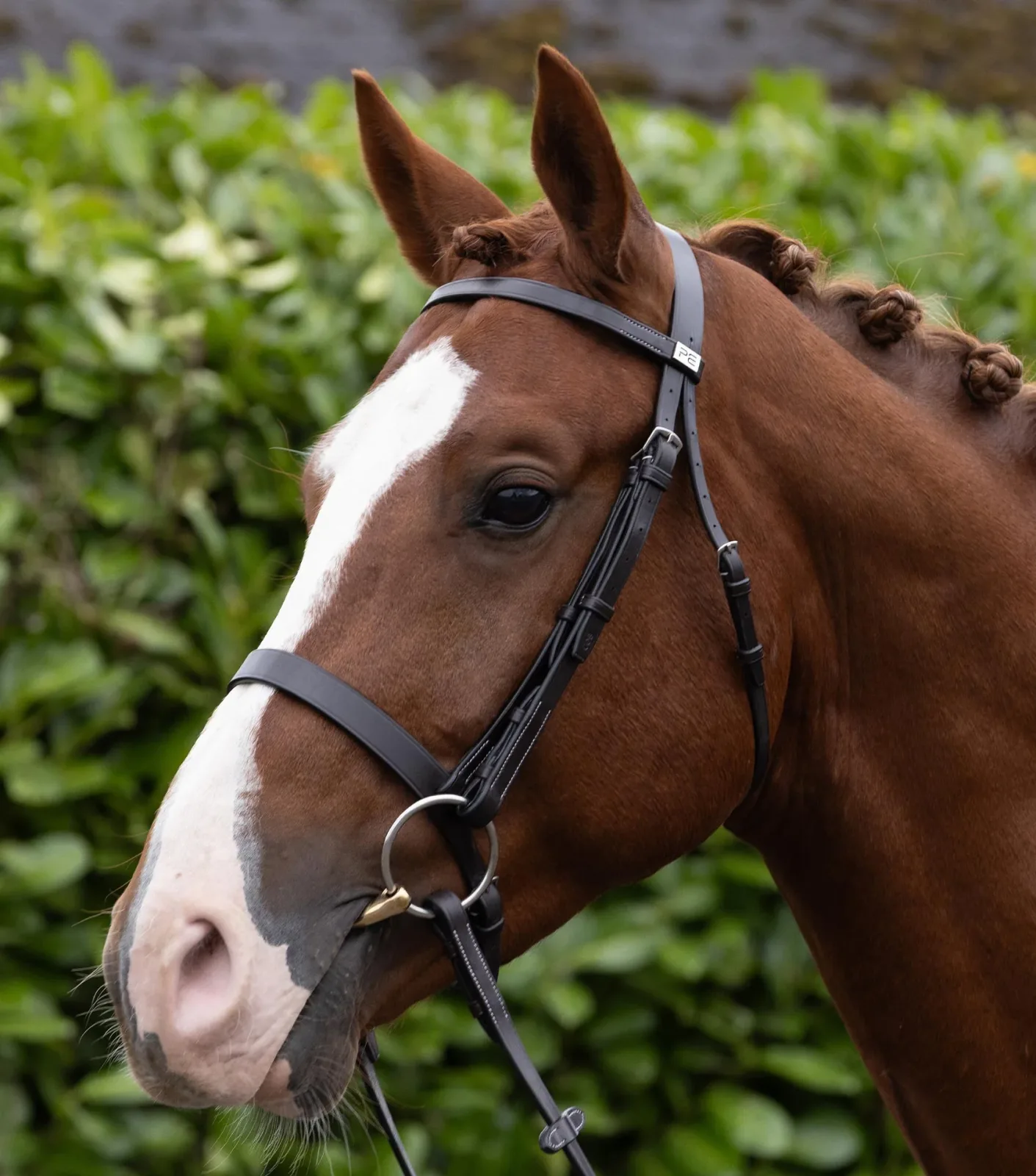 Hunter Snaffle Bridle Dark Havana