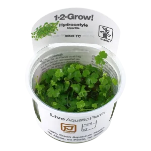 Hydrocotyle tripartita Tissue Culture by Tropica