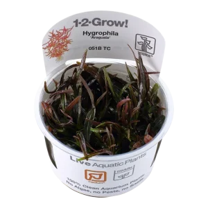 Hygrophila lancea 'Araguaia' Tissue Culture by Tropica