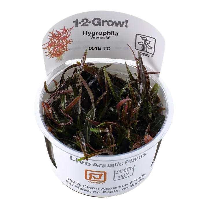 Hygrophila lancea 'Araguaia' Tissue Culture by Tropica